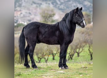 Andalusian Mix, Gelding, 7 years, 12,3 hh, Black