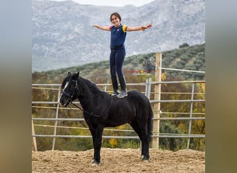 Andalusian Mix, Gelding, 7 years, 12,3 hh, Black