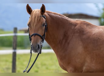 Andalusian, Gelding, 7 years, 14.1 hh, Chestnut-Red