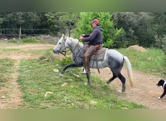 Andalusian Mix, Gelding, 7 years, 14,3 hh, Gray-Dapple