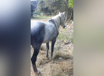Andalusian Mix, Gelding, 7 years, 14,3 hh, Gray-Dapple