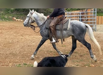 Andalusian Mix, Gelding, 7 years, 14,3 hh, Gray-Dapple