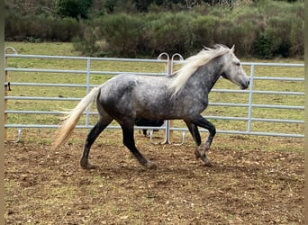 Andalusian Mix, Gelding, 7 years, 14,3 hh, Gray-Dapple