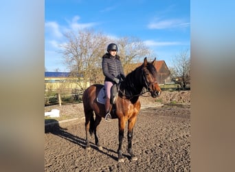 Andalusian Mix, Gelding, 7 years, 15.1 hh, Bay-Dark