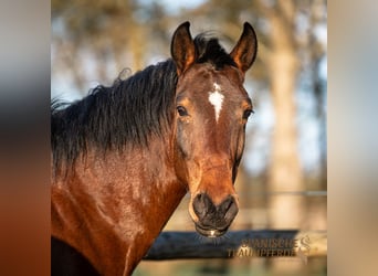 Andalusian, Gelding, 7 years, 15.1 hh, Brown