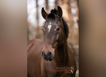 Andalusian, Gelding, 7 years, 15.1 hh, Brown