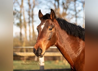 Andalusian, Gelding, 7 years, 15.1 hh, Brown