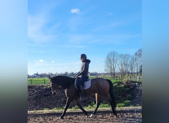 Andalusian Mix, Gelding, 7 years, 15.1 hh, Brown