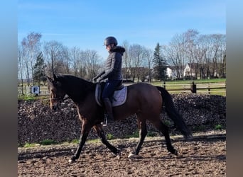 Andalusian Mix, Gelding, 7 years, 15.1 hh, Brown