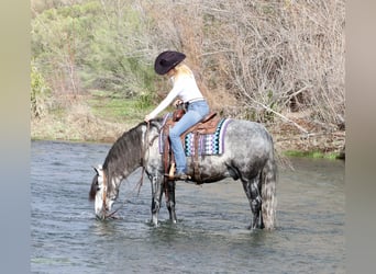 Andalusian, Gelding, 7 years, 15.1 hh, Gray