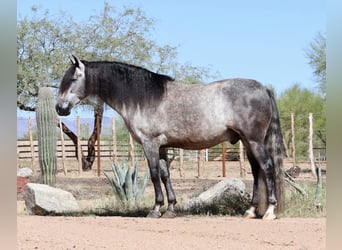 Andalusian Mix, Gelding, 7 years, 15.1 hh, Gray