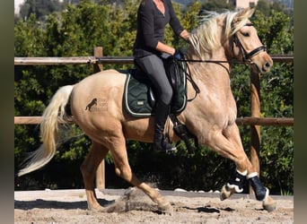 Andalusian, Gelding, 7 years, 15.1 hh, Palomino