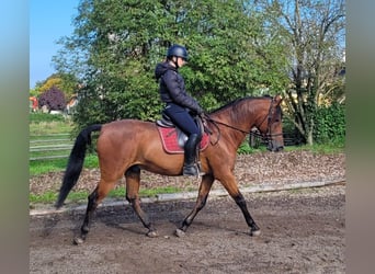 Andalusian Mix, Gelding, 7 years, 15.2 hh, Bay-Dark