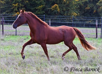 Andalusian, Gelding, 7 years, 15.2 hh, Chestnut-Red