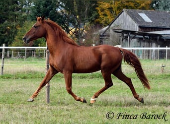 Andalusian, Gelding, 7 years, 15.2 hh, Chestnut-Red