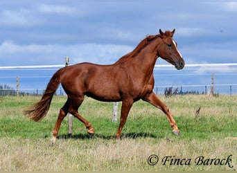 Andalusian, Gelding, 7 years, 15.2 hh, Chestnut-Red