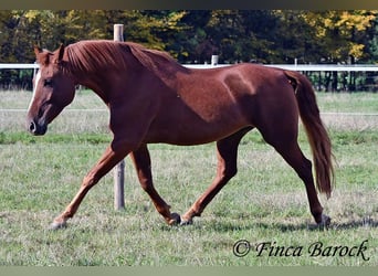 Andalusian, Gelding, 7 years, 15.2 hh, Chestnut-Red