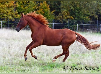 Andalusian, Gelding, 7 years, 15.2 hh, Chestnut-Red
