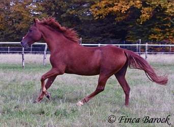 Andalusian, Gelding, 7 years, 15.2 hh, Chestnut-Red