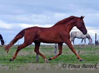 Andalusian, Gelding, 7 years, 15.2 hh, Chestnut-Red