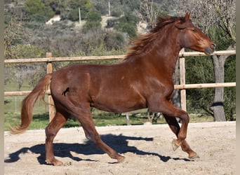 Andalusian, Gelding, 7 years, 15.2 hh, Chestnut-Red