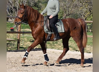 Andalusian, Gelding, 7 years, 15.2 hh, Chestnut-Red
