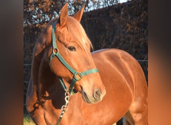 Andalusian, Gelding, 7 years, 15,2 hh, Chestnut-Red