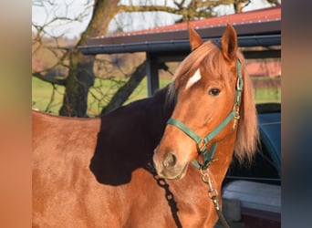 Andalusian, Gelding, 7 years, 15,2 hh, Chestnut-Red