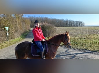 Andalusian, Gelding, 7 years, 15,2 hh, Chestnut-Red