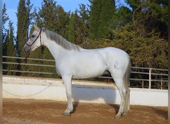 Andalusian, Gelding, 7 years, 15.2 hh, Gray