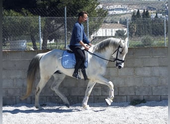 Andalusian, Gelding, 7 years, 15.2 hh, Gray
