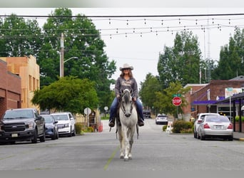 Andalusian, Gelding, 7 years, 15,2 hh, Gray