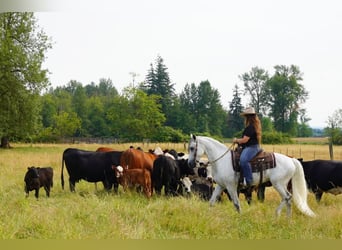 Andalusian, Gelding, 7 years, 15,2 hh, Gray