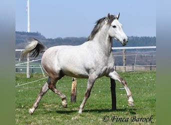 Andalusian, Gelding, 7 years, 15.2 hh, Grey