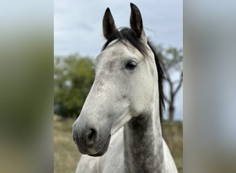 Andalusian, Gelding, 7 years, 15.2 hh, Grey-Dapple