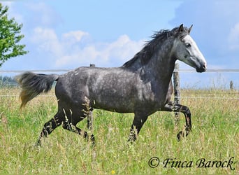 Andalusian, Gelding, 7 years, 15.2 hh, Grey