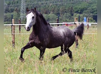 Andalusian, Gelding, 7 years, 15.2 hh, Grey