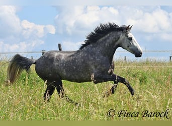 Andalusian, Gelding, 7 years, 15.2 hh, Grey