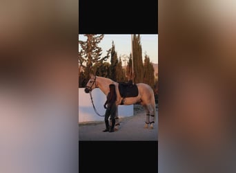 Andalusian, Gelding, 7 years, 15.2 hh, Palomino