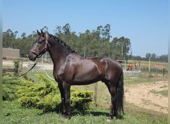 Andalusian, Gelding, 7 years, 15.2 hh, Smoky-Black