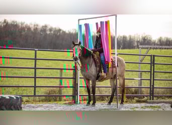 Andalusian Mix, Gelding, 7 years, 15.3 hh, Buckskin