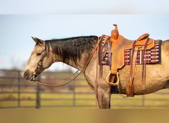 Andalusian Mix, Gelding, 7 years, 15.3 hh, Buckskin