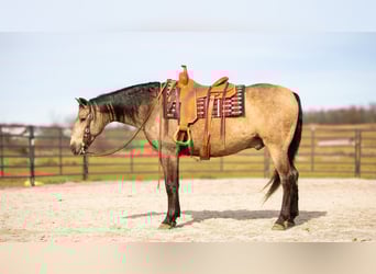 Andalusian Mix, Gelding, 7 years, 15.3 hh, Buckskin