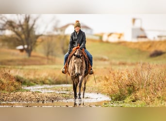 Andalusian Mix, Gelding, 7 years, 15.3 hh, Buckskin