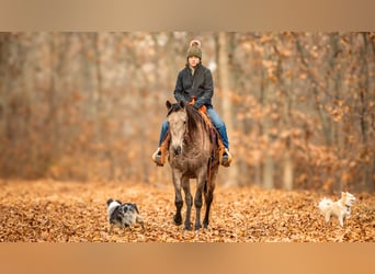 Andalusian Mix, Gelding, 7 years, 15.3 hh, Buckskin