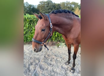 Andalusian, Gelding, 7 years, 15.3 hh