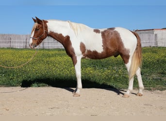 Andalusian, Gelding, 7 years, 15.3 hh, Pinto