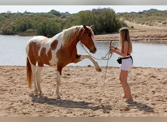 Andalusian, Gelding, 7 years, 15.3 hh, Pinto