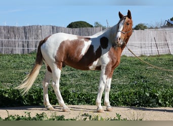 Andalusian, Gelding, 7 years, 15.3 hh, Pinto