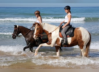 Andalusian, Gelding, 7 years, 15.3 hh, Pinto